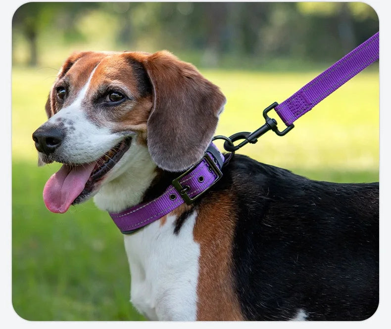 Padded Reflective Nylon Dog Collar – Adjustable for Small, Medium & Large Dogs