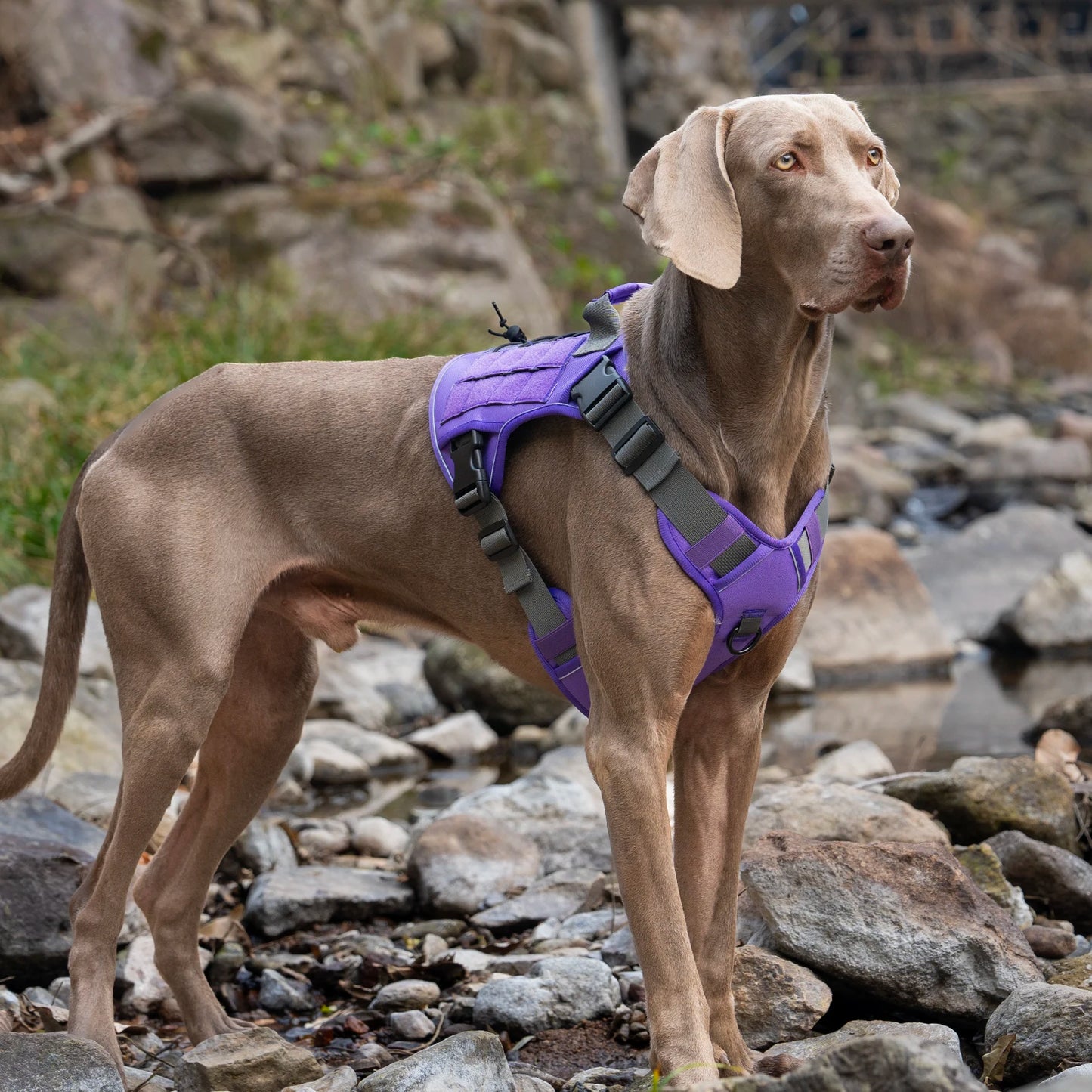 Tactical No-Pull Dog Harness — Reflective Adjustable Working & Training Vest for Small, Medium & Large Dogs