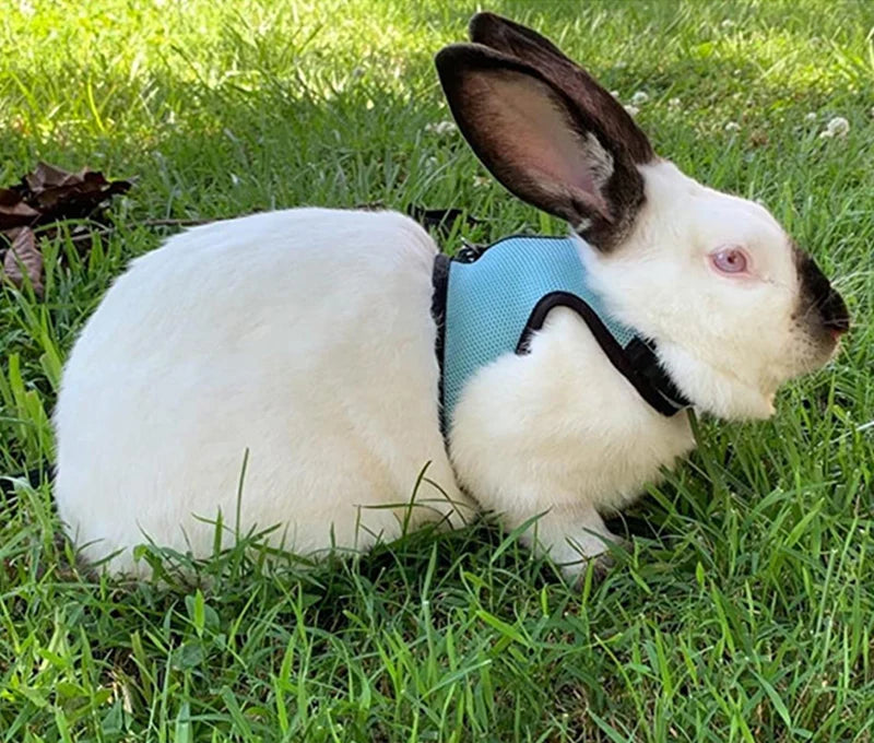 Mesh Breathable Harness & Leash Set for Rabbits, Ferrets & Small Pets