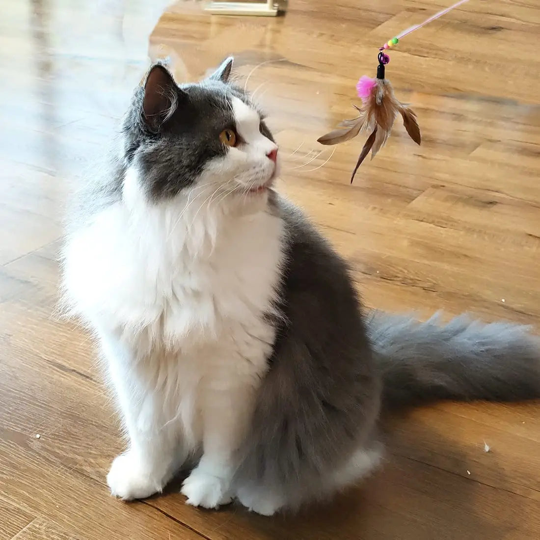 Lot de recharges pour canne à pêche pour chat