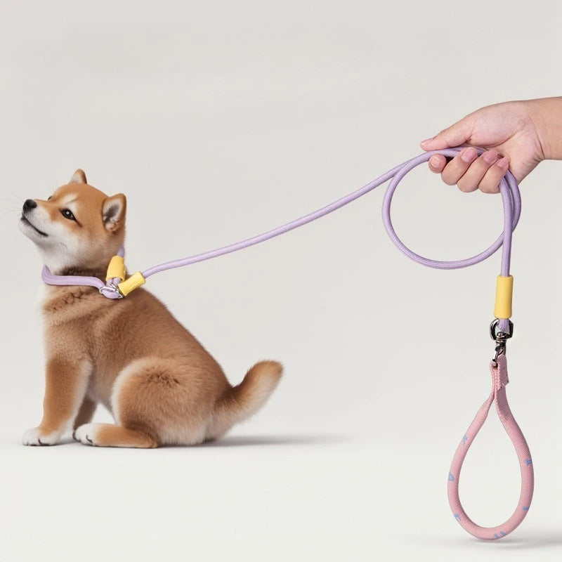 Laisse et collier combinés en nylon pour petits chiens