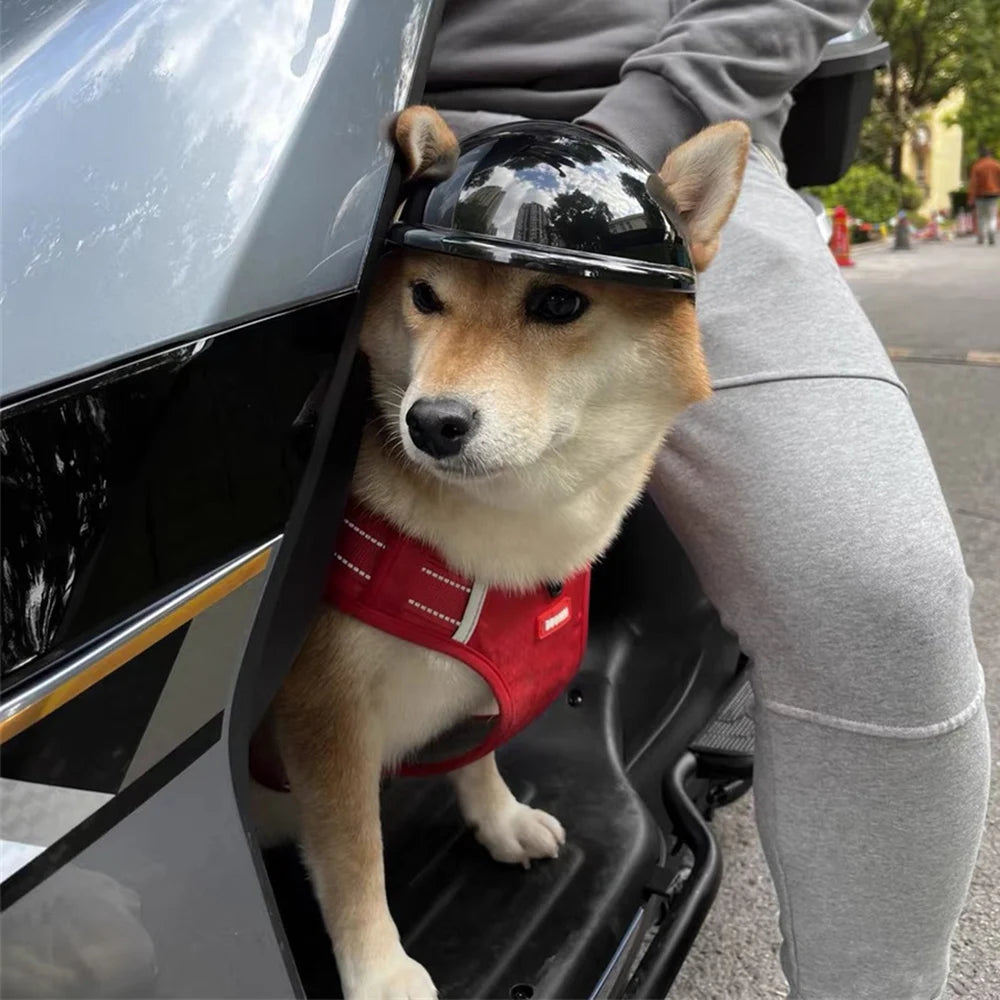 Cool Pet Dog Safety Helmet for Small Medium Dogs French Bulldog Doberman Pinscher Adjustable Motorcycle Helmets Pet Accessories