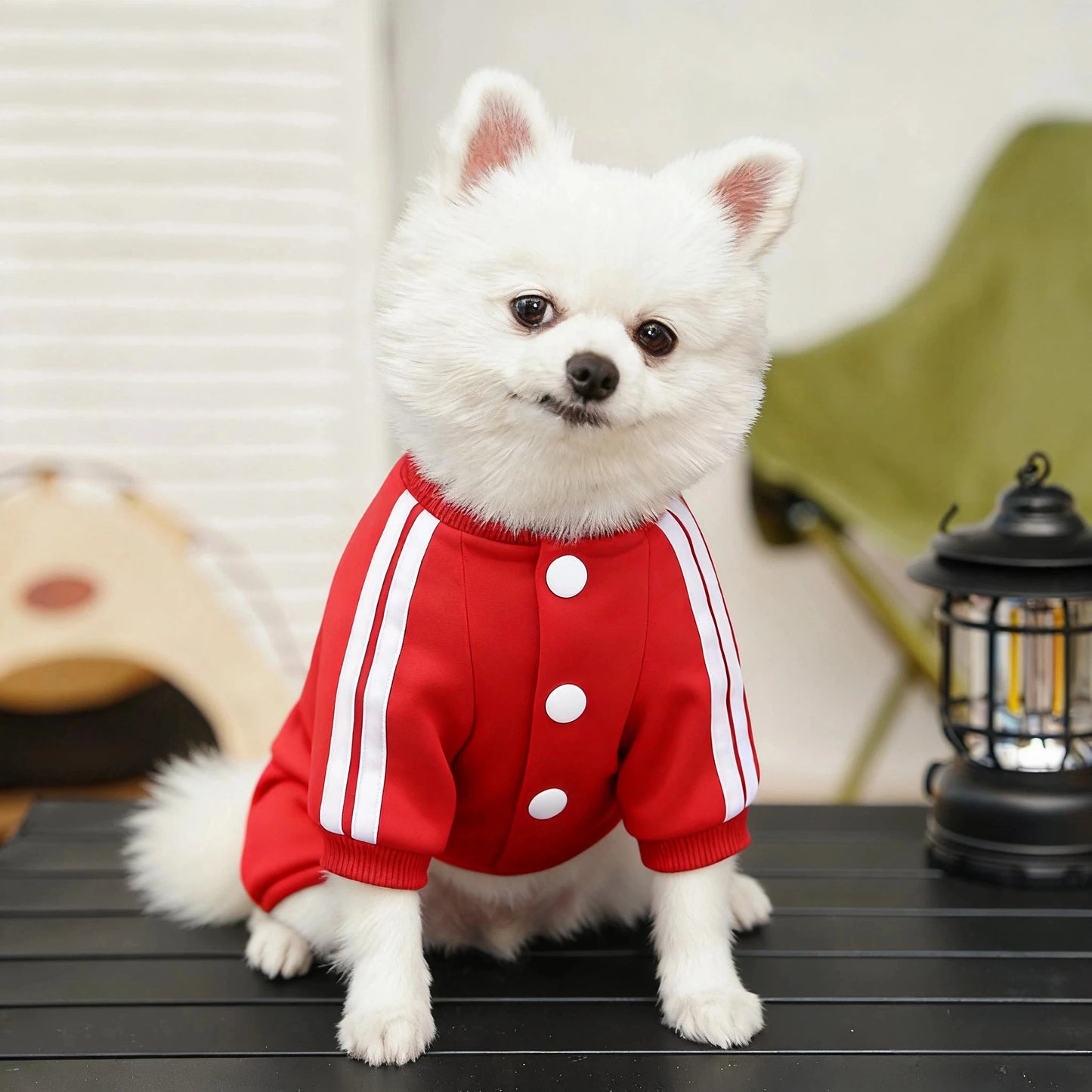 Combinaison à capuche en polaire pour chien | Sweat-shirt chaud automne-hiver pour chiots, chats et petits chiens