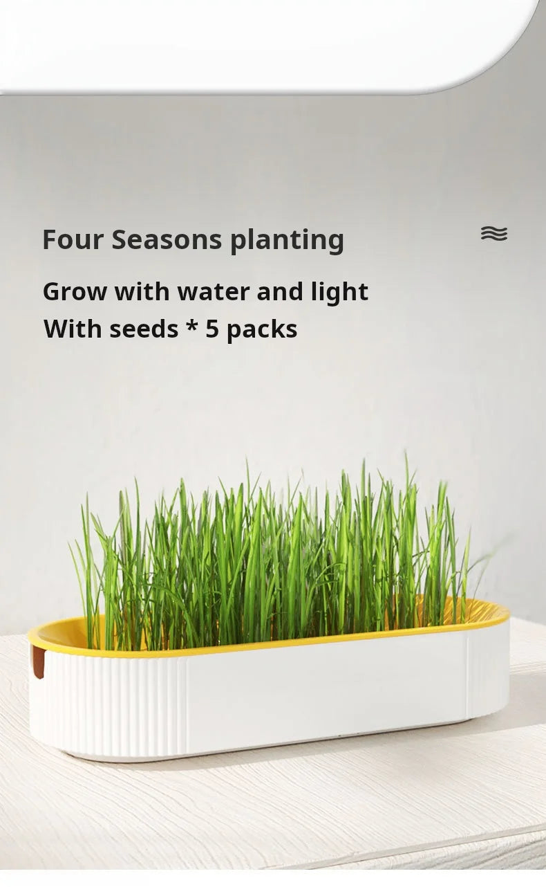 Kit de culture d'herbe à chat hydroponique – Ensemble de plantation sans terre pour friandises fraîches pour chats