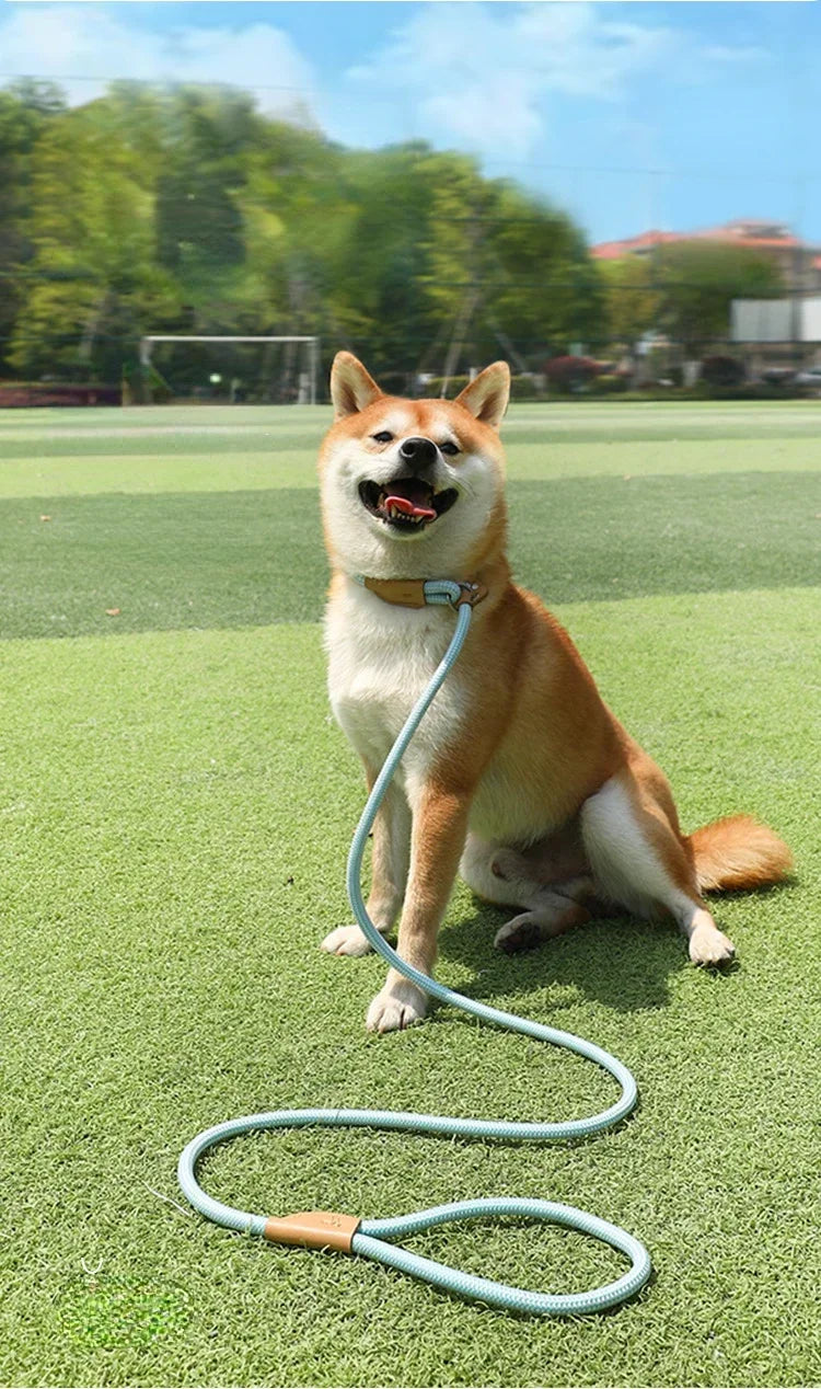 Ensemble laisse et harnais réglables en nylon pour chien