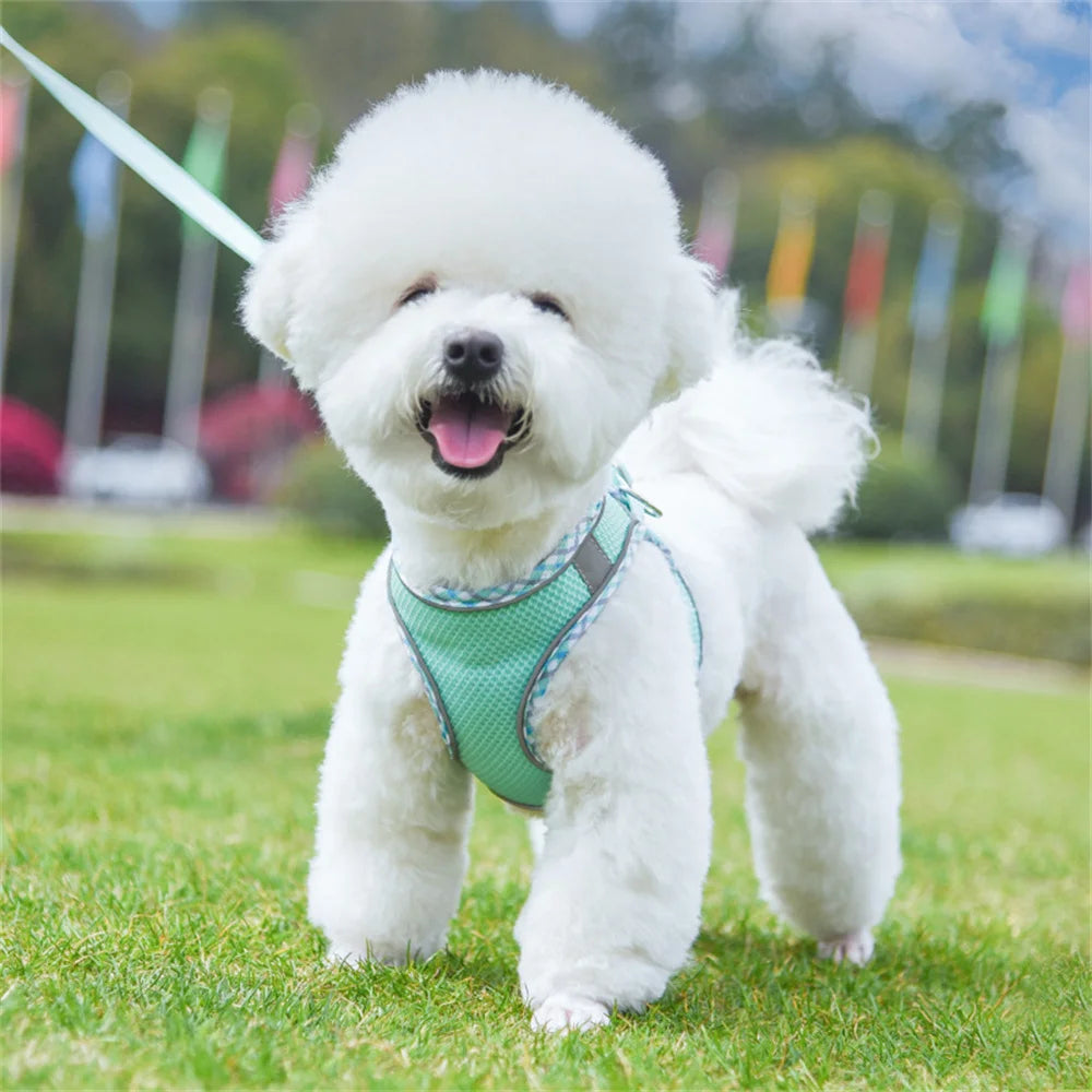 Reflective Mesh Harness & Leash Set for Cats & Small Dogs