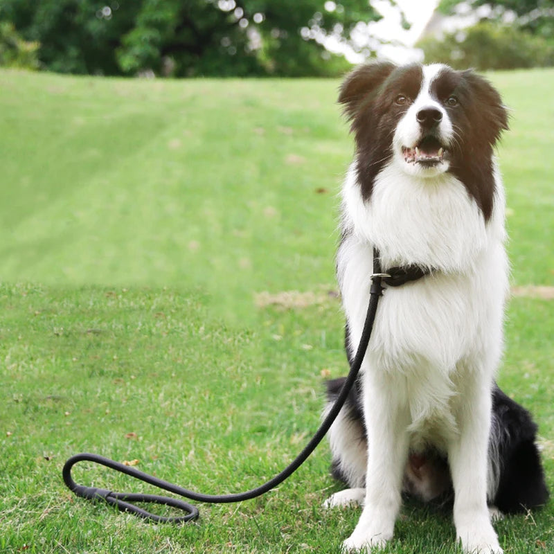 Nylon Slip Lead Training Leash for Small & Medium Dogs