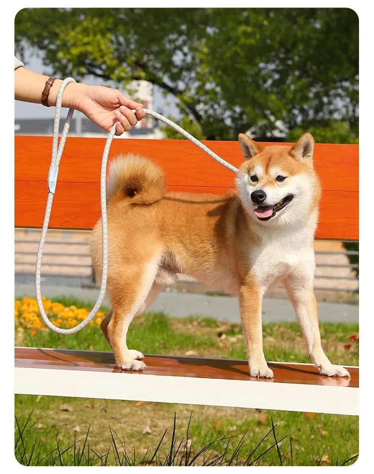 Ensemble laisse et harnais réglables en nylon pour chien
